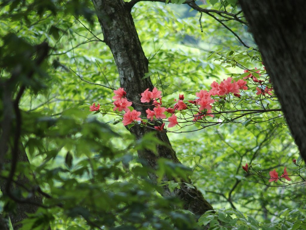 小丸尾根で花見