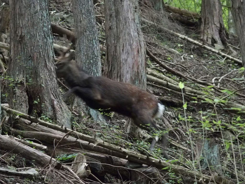 登山道を平気な顔して鹿が通る