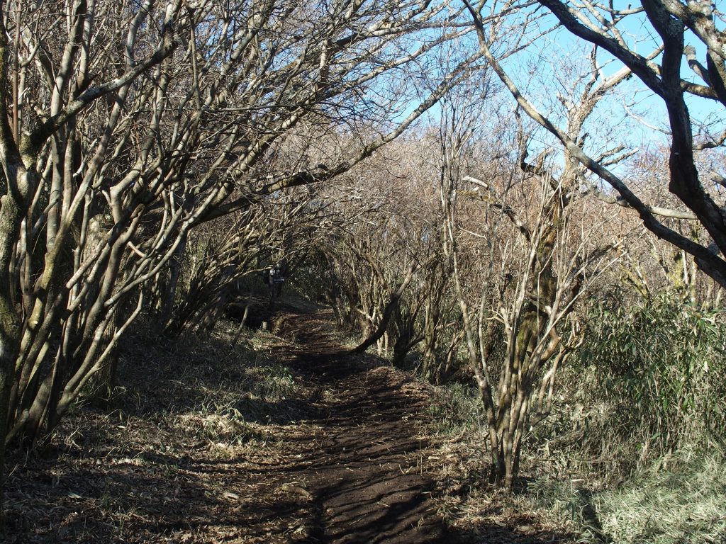 アーチ状に登山道を覆う樹木