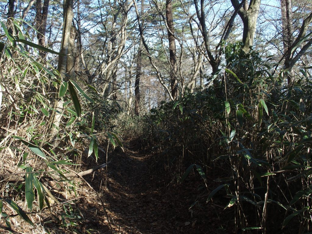 笹藪の登山道