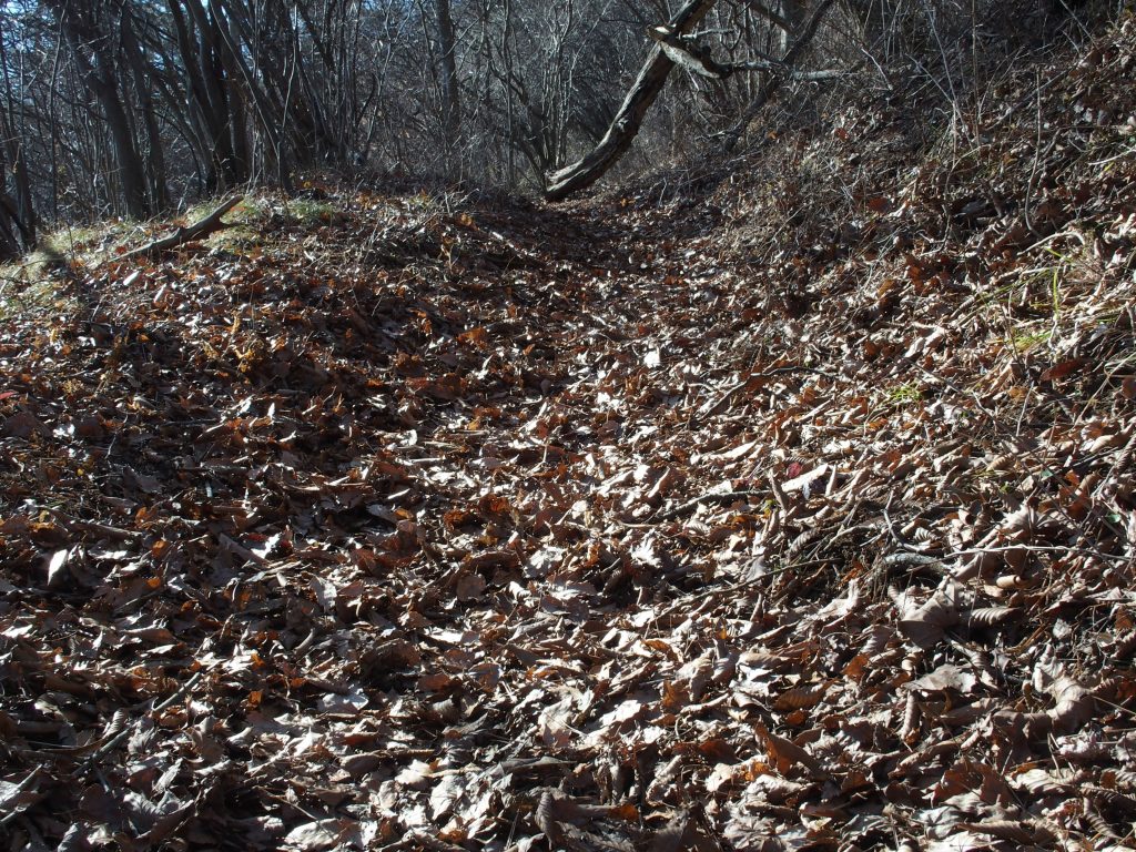 落ち葉でびっしりの広葉樹林