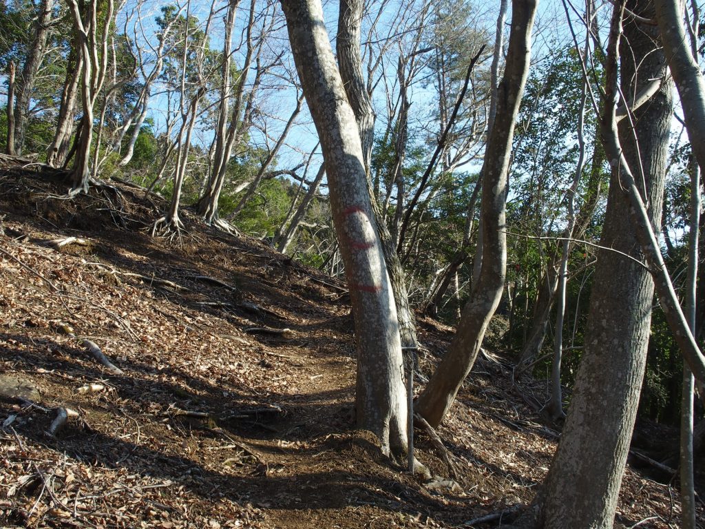 急な登りだけれど踏み跡はしっかり