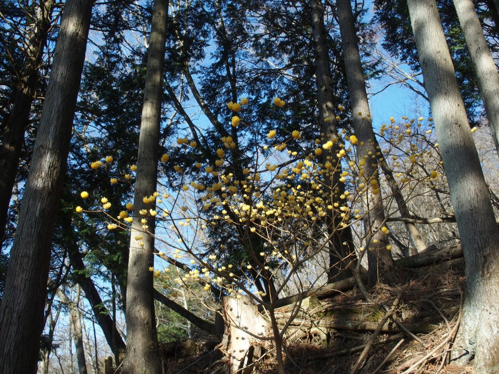 針葉樹に囲まれて