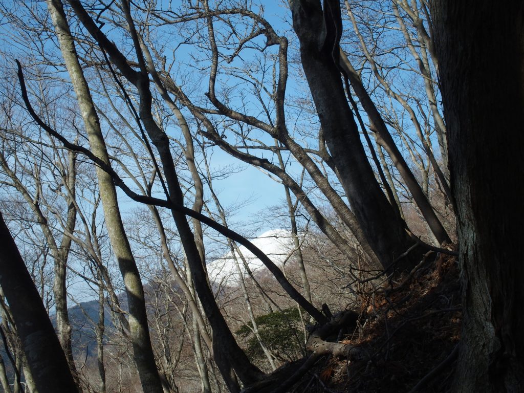 林の中から富士山