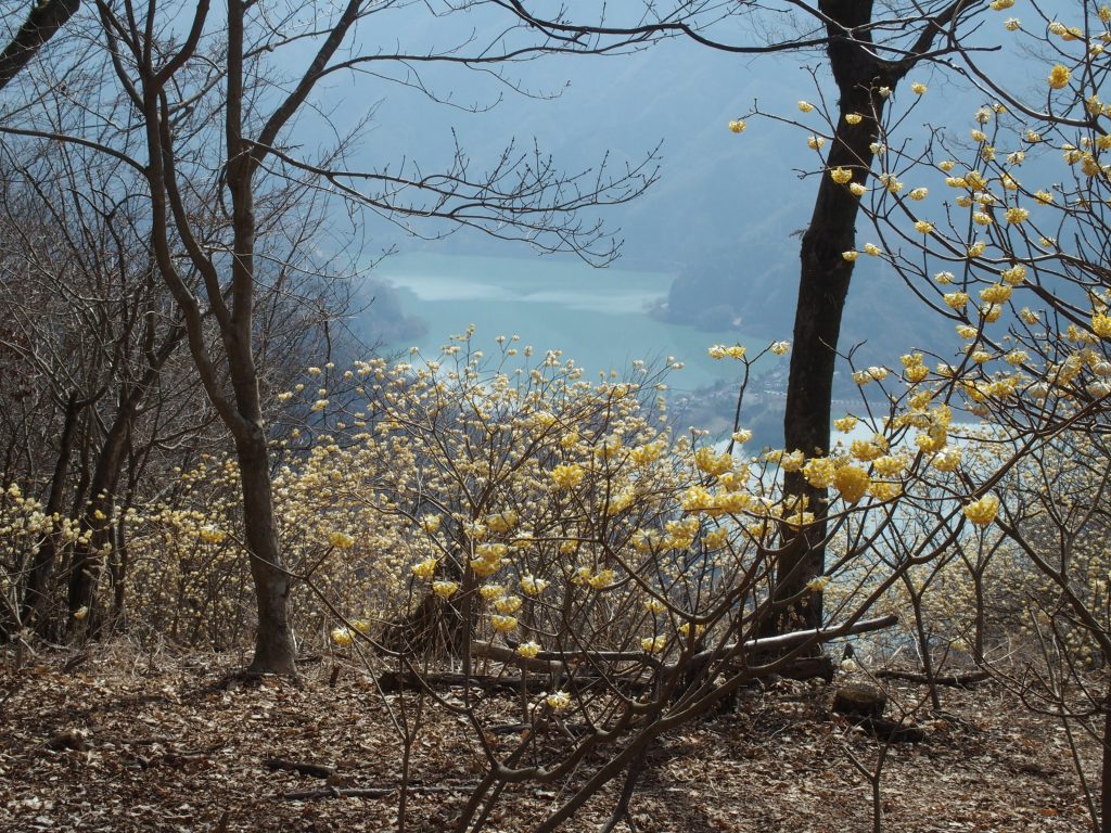 丹沢湖とミツマタ