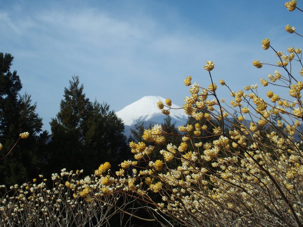 富士山とミツマタの風景