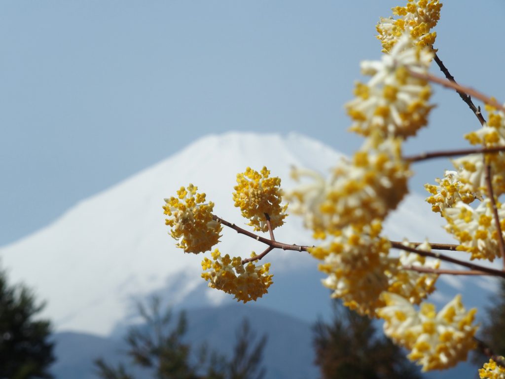 富士山をバックにミツマタ開花