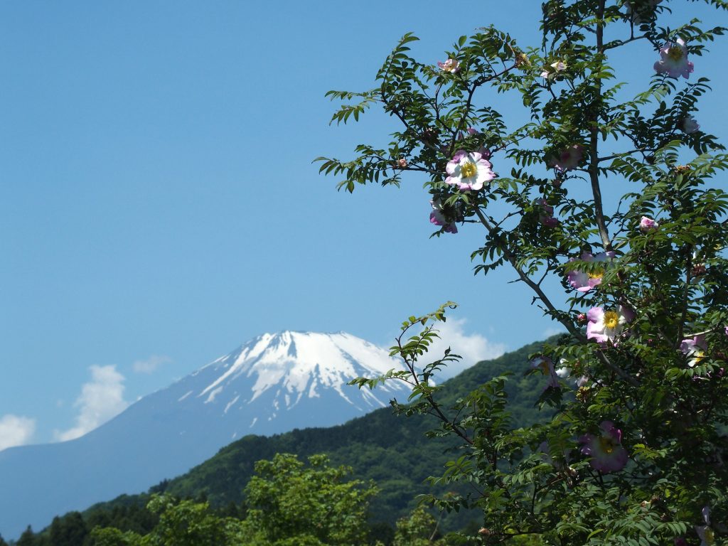 雪の富士、そしてサンショウバラ