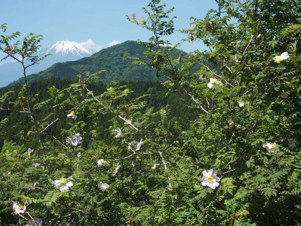 花がこっちを向いてくれない