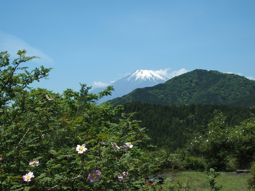 あちこちに、サンショウバラ