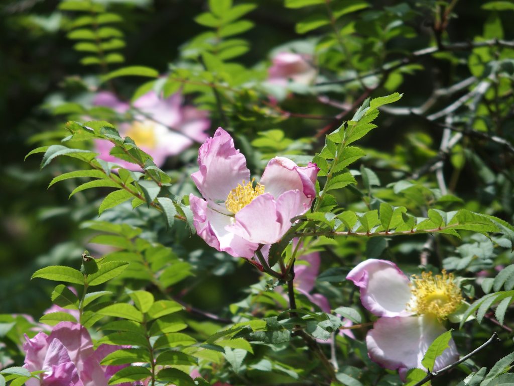 独特な、派手な花