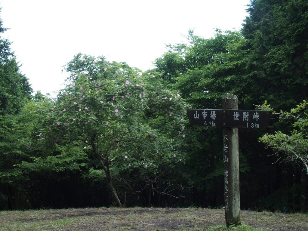 不老山山頂でもサンショウバラを楽しめる