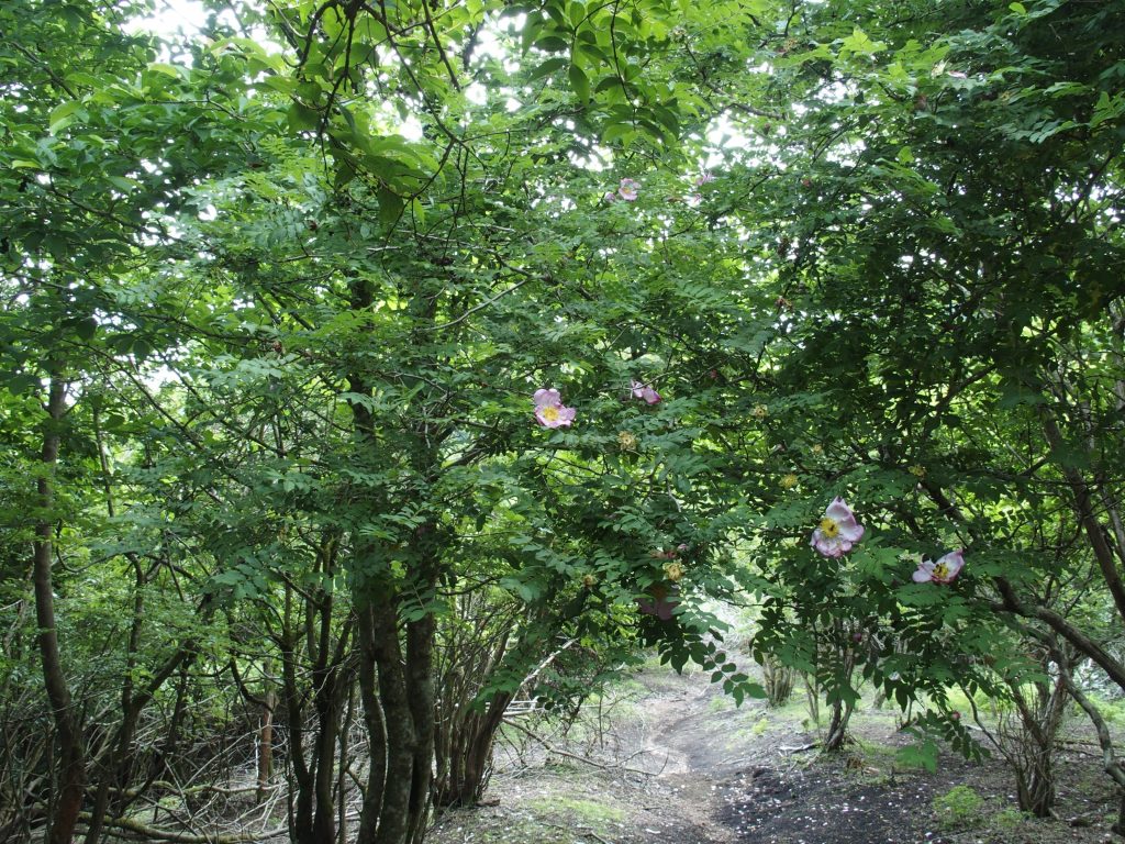 尾根道、植生豊か