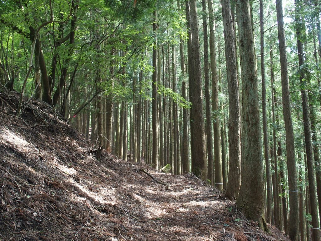 植林も続いているが、楽しい