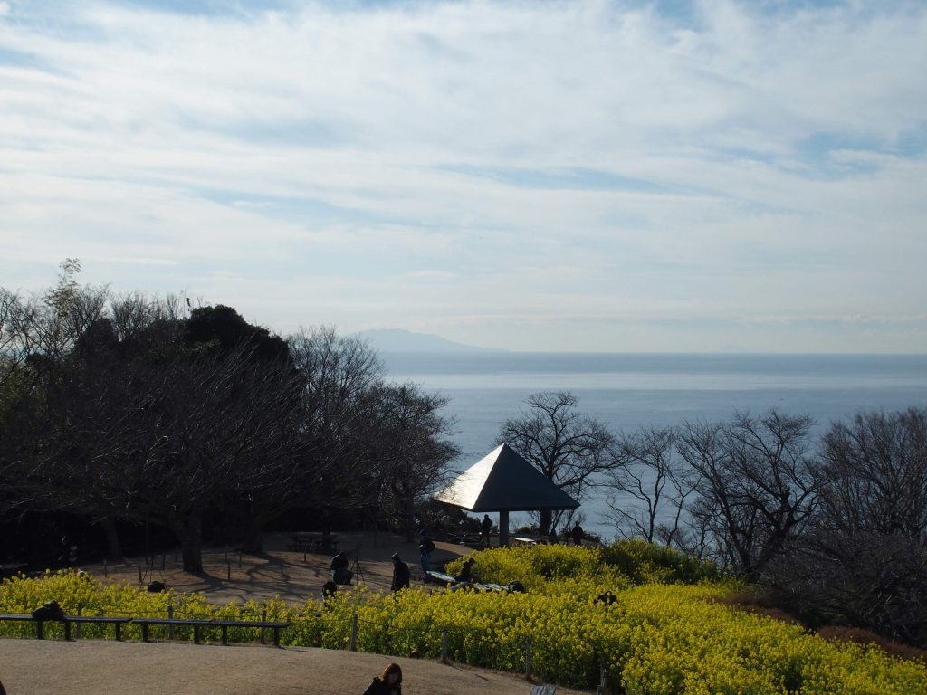 不自然な左右方向の菜の花の植栽がキモ