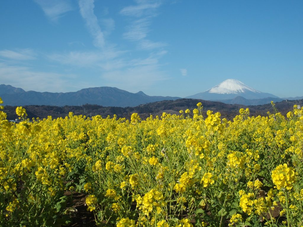 菜の花畑の向こうに富士山