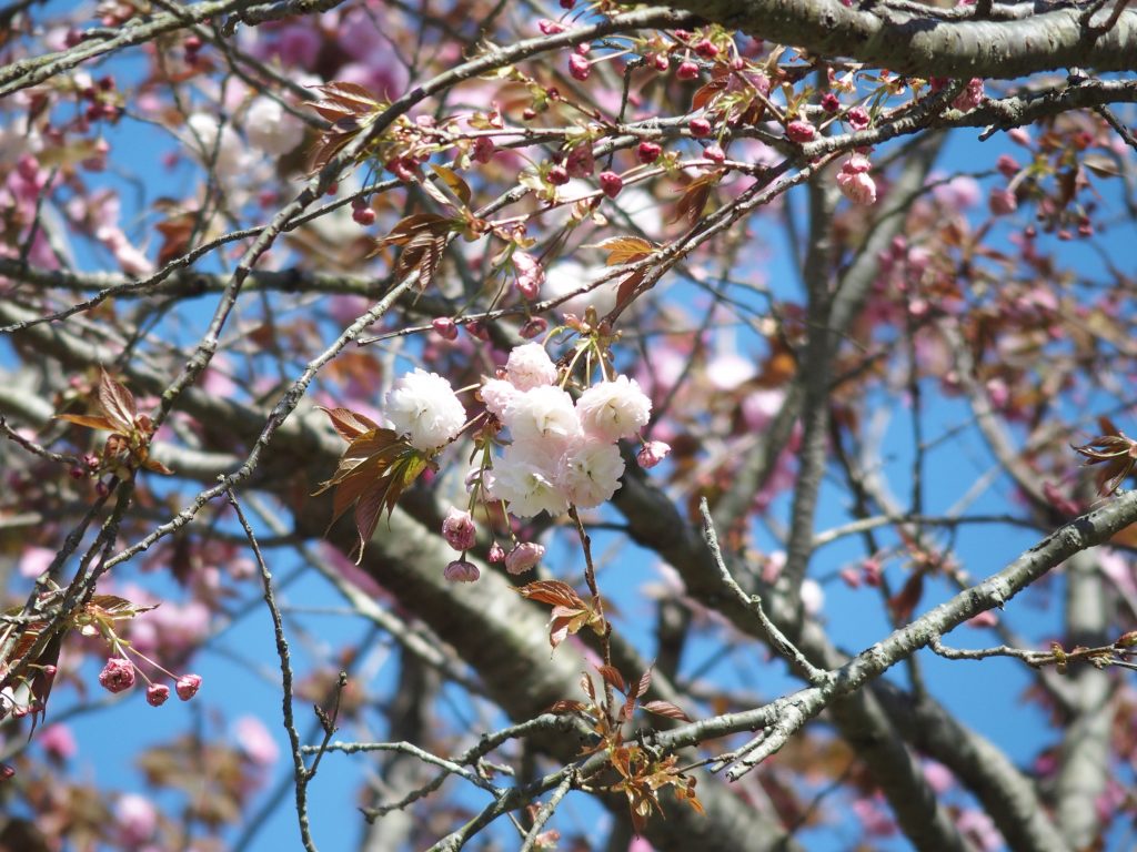 花咲く里山