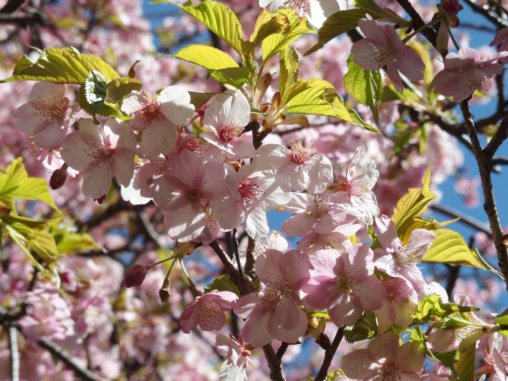 しっかりした花色