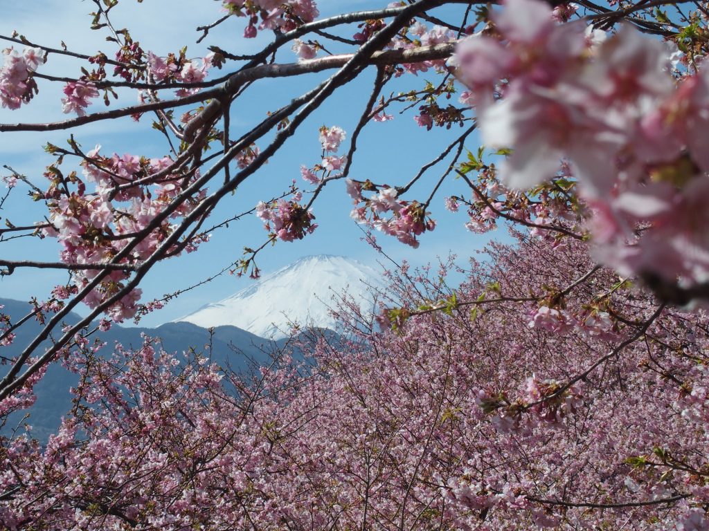 河津桜と雪の富士