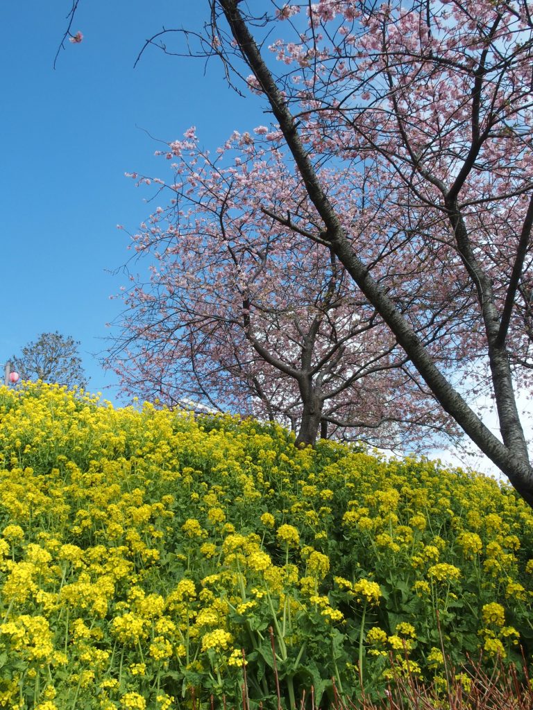 黄色と桜色