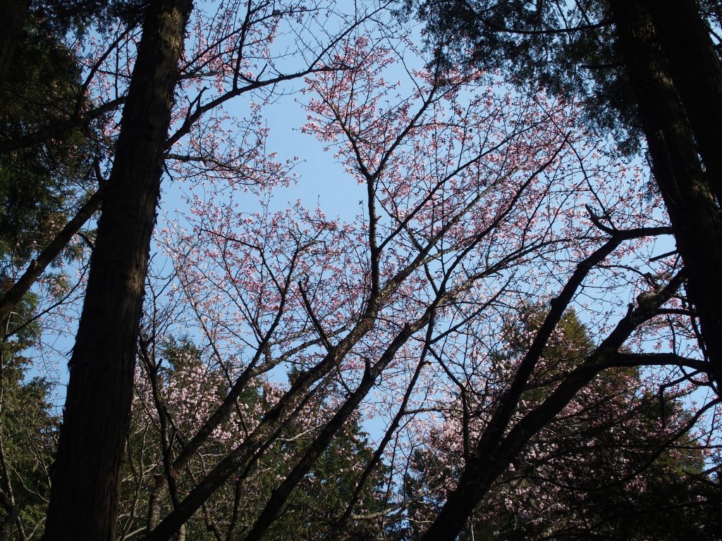 見上げる桜