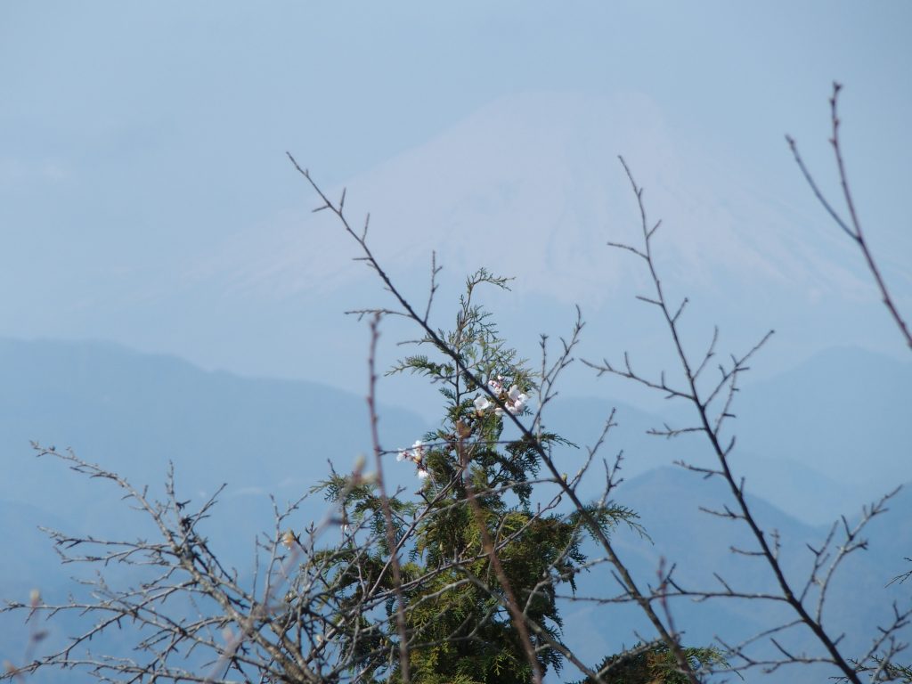 富士山と桜