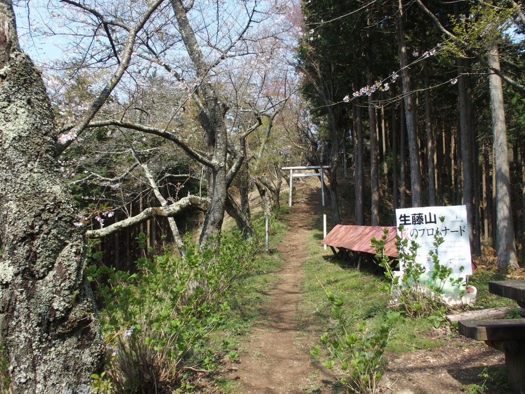 桜のプロムナード