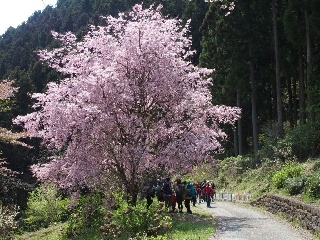 桜の木