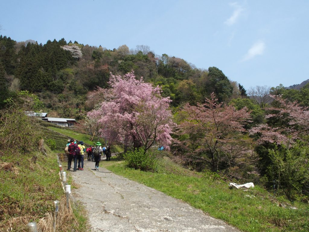 桜の木