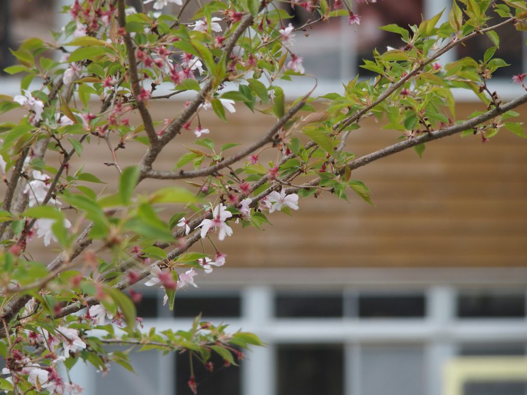 花の背景に木造校舎