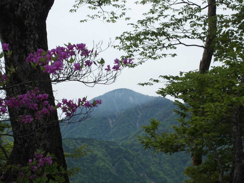 鍋割山稜からの蛭ヶ岳