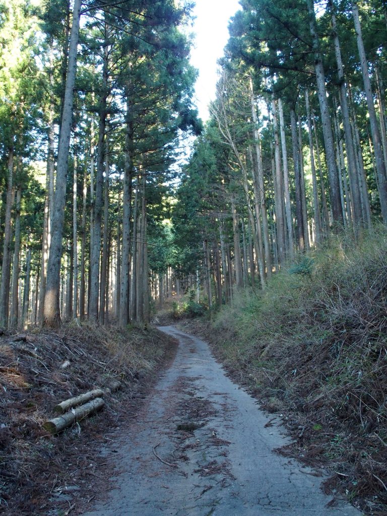 植林の中に林道が続く