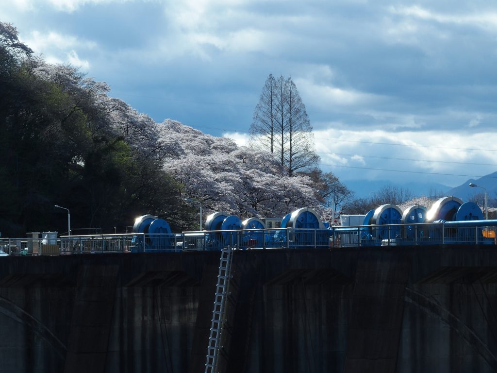 ダム天端の向こうに桜