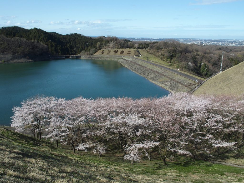 湖畔には桜