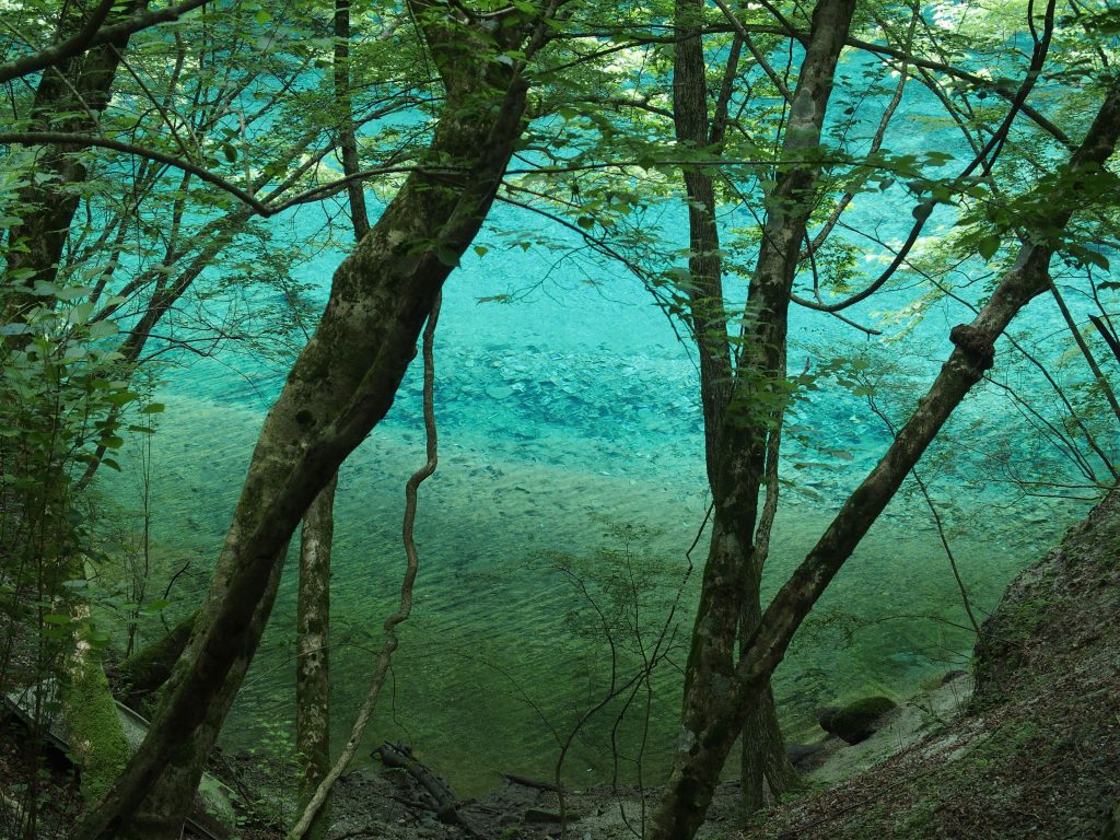 木々の間に青い水