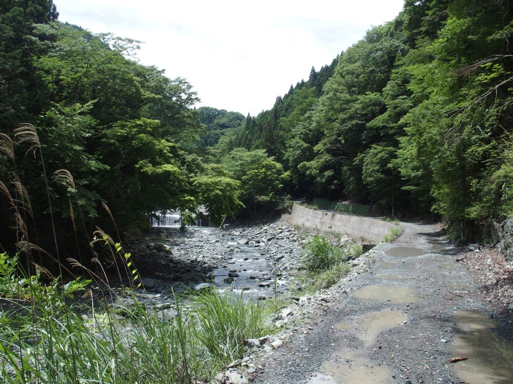 世附川沿いの林道