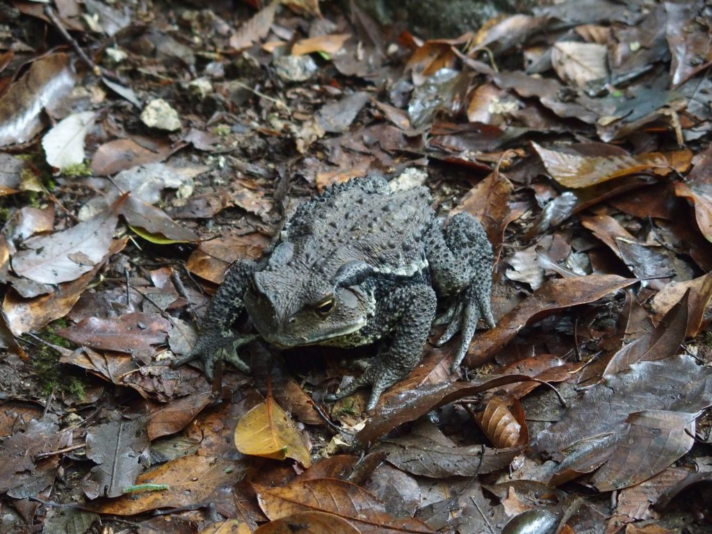 ヒキガエルが多数生息