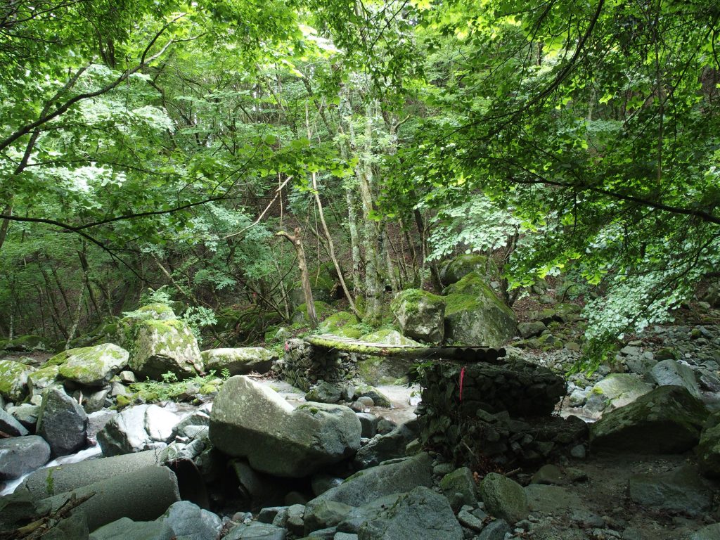 森の中の木橋