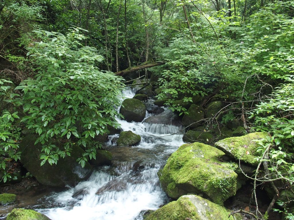 登山道は沢沿い