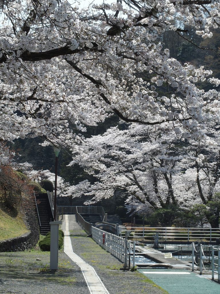 敷地内も桜でいっぱい