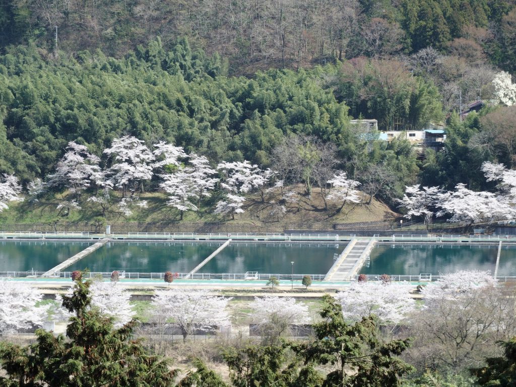 桜咲く青山沈殿池を俯瞰