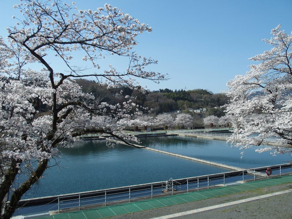 桜咲くころ