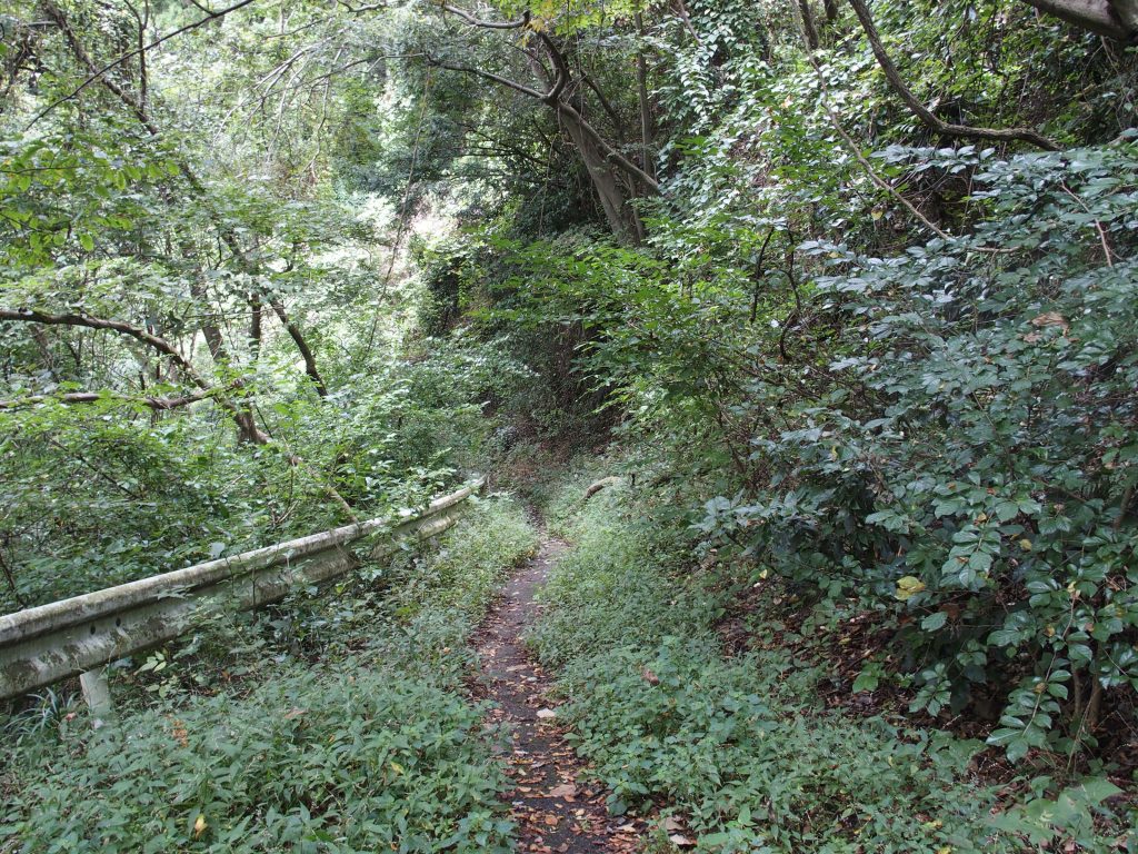 草むした県道