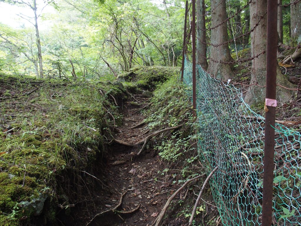 鹿柵によって鹿があちこち蔓延るのを防いでいる