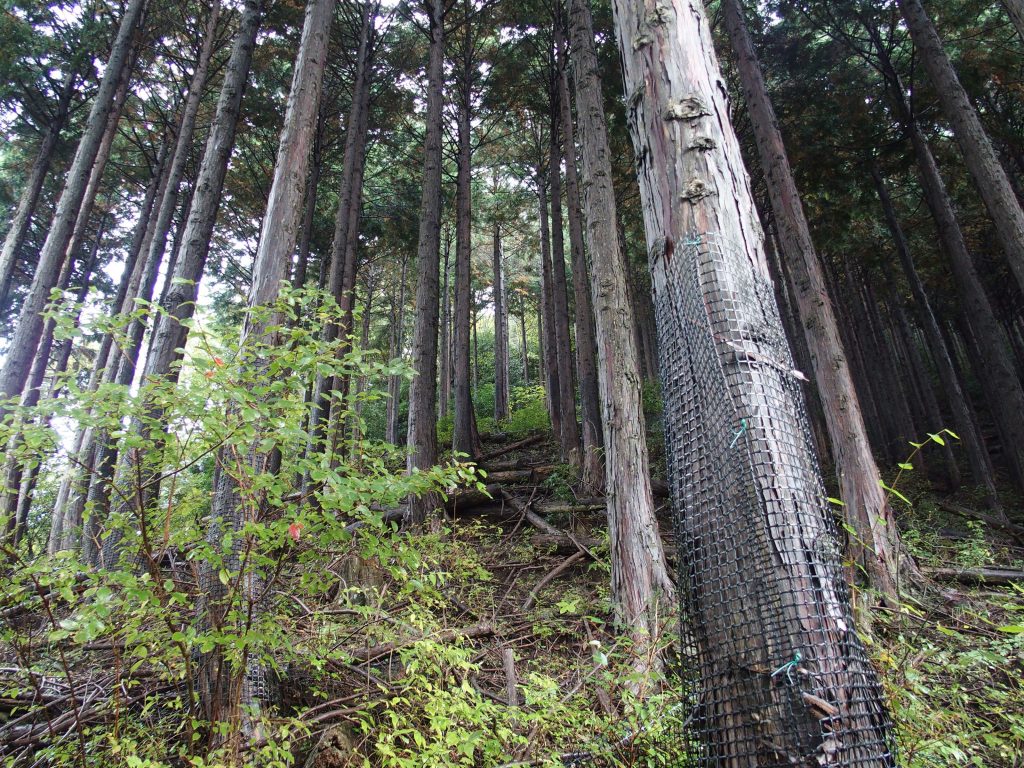 植林を登るか