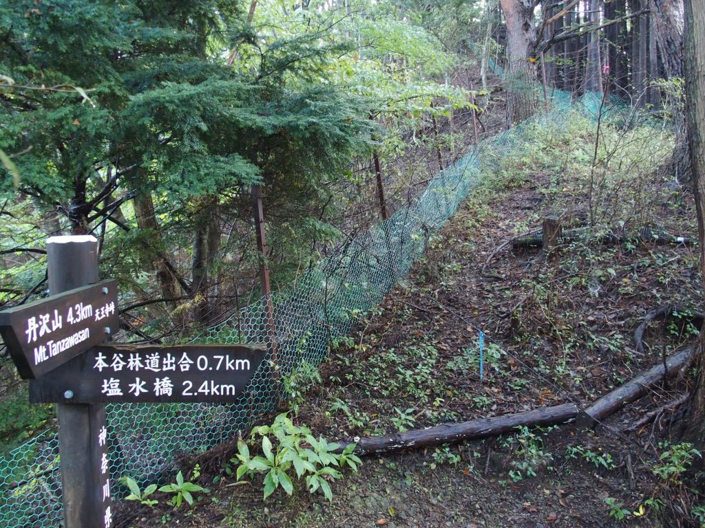 登山道に復帰