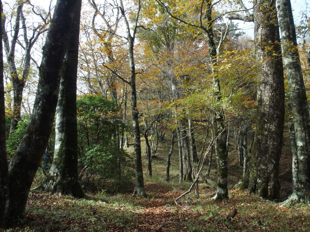 黄色、紅葉