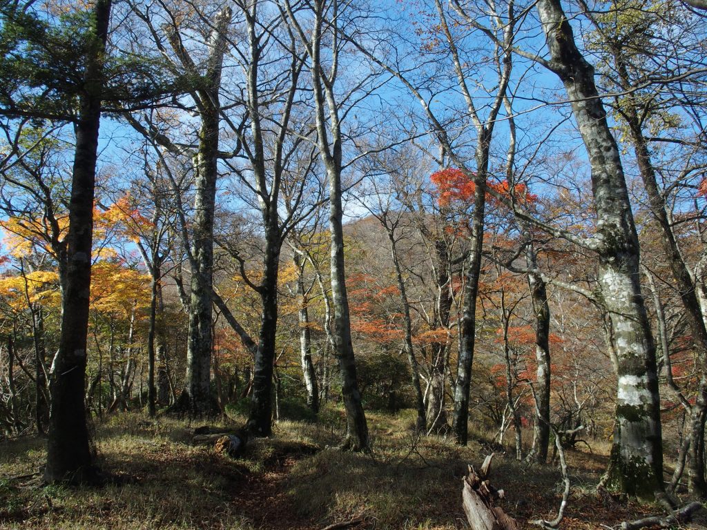 背後に丹沢山頂が見えるあたりにもブナ林がある