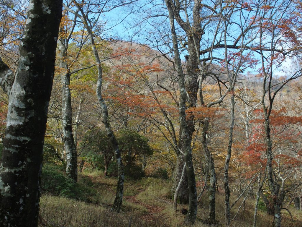 丹沢山山頂が見えてくる