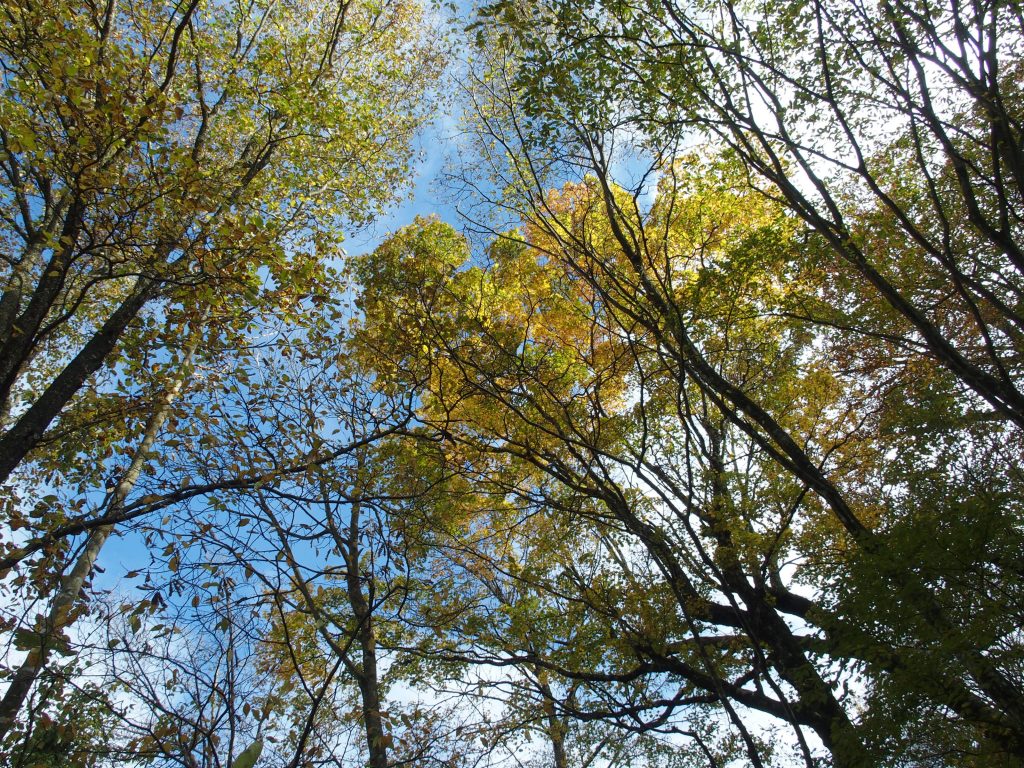 ブナ林越しの空